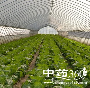 肾结石自然疗法,吃什么好