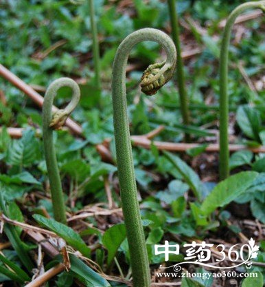 ާ��Ӫ���ḻ���кܸߵ�ʳ�Ƽ�ֵ