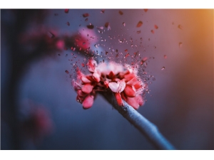 ���񻨵Ĺ�Ч������ ���񻨲���ݷ�