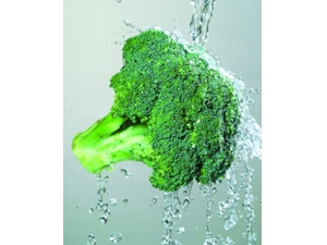 �������ɳ�ʲô��?���ʳ�������