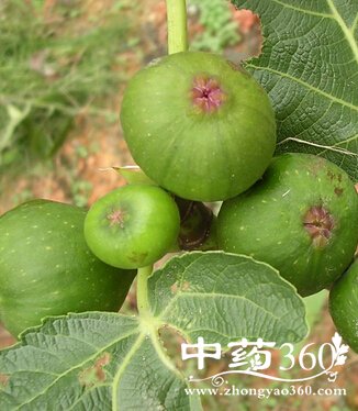 如何防治白癜风,无花果做成治疗白癜风的偏方