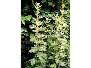 ����Ĺ�Ч������?�����ҩ������