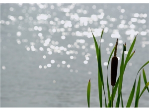 ���ѵĹ�Ч������ ���ѵ�ֲ����̬