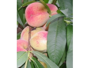 ���ӵ�Ӫ����ֵ?��Ѫѹ���˵ĸ�������