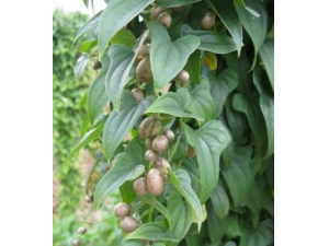 Сɽҩ��Ч?Ů�Գ�����Ϊ��