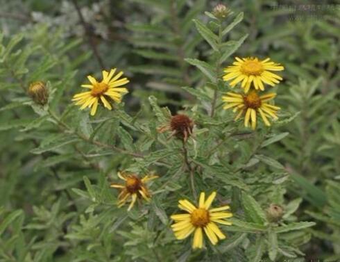 金花蚤草的功效与作用
