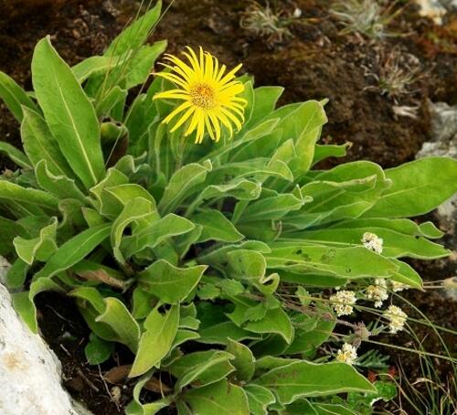 金花蚤草是什么