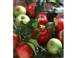 苹果不要削皮吃?苹果连皮吃的六大好处