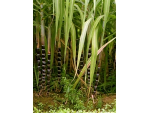 ������ʳ?�＾������������ʳ��