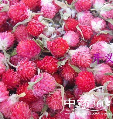 红巧梅的功效,红巧梅含有十余种氨基酸