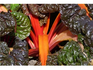 Ҷ�J�˵Ĺ�Ч������ Ҷ�J����ô���ó�