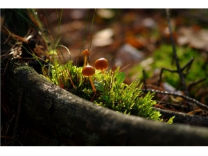 �ɲ������Ĺ�Ч������ ��������Ѽ��������