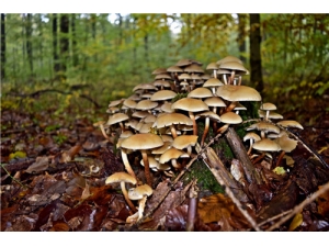 �蹽�Ĺ�Ч����������Щ