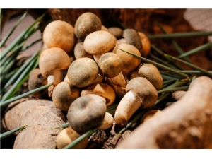 ���ɹ��Ĺ�Ч������ ���ɹ���ô���ó�