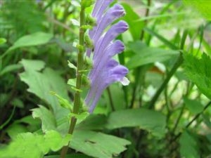 ��޽�� ��޽��ʳ��ѡ��