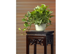 ���ܵĹ�Ч������?���ܵĹ��ͼ�ֵ