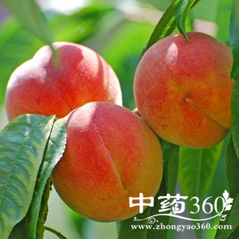 桃含有哪些营养,桃子的营养介绍及食用方法