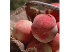 ���첻������������?����ʳ�ý���