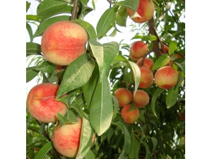 �ϱ�������ʲô���?�ϱ����ӵĲ�����