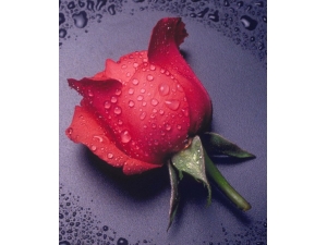 ����ʳ��?���ݺ������ռ���������