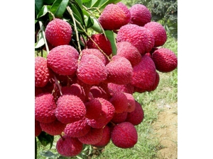 ��֦�Ĺ�Ч������?������ô����֦���ϻ�