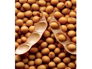 �ѷ���ʲô��?���ѷ�����ʳ�˼�Ҫ֪��