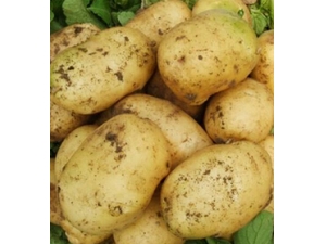 �����Ĺ�Ч������?������������6��Ч