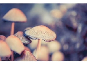 �ܻƹ��Ĺ�Ч������ �ܻƹ�������