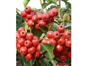 ɽ髵Ĺ�Ч����Щ?ɽ�Ҳ�ǿ�����ʳ��