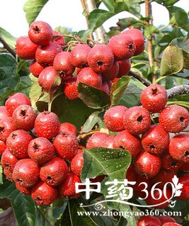 ɽ髵ĹЧЩ,ɽҲǿʳ