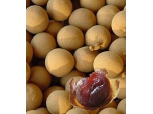 ��Բ�ɹ�Ч?��Բ�ɲ�Ѫ������˥��