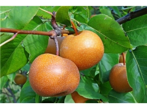 ɳ���ѡ������ ɳ��Ĺ�Ч������