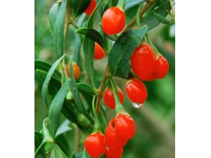 ����Ӹ�����?��轳Բ���������Σ��