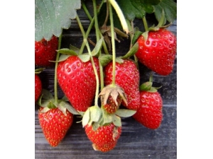 ���Ԥ������?Сˮ���Կ�������