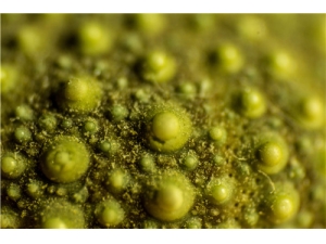 �̶�����ɺ�ɫ��ԭ�� ������̶�����