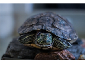 ����Ĺ�Ч������ �������ܴ�����