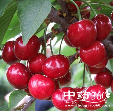 ӣҵĹЧ,ˮʳ֮ӣҵζ