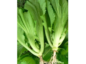 ��˵�����?�����ҹ����׸�����Ƣ��θ