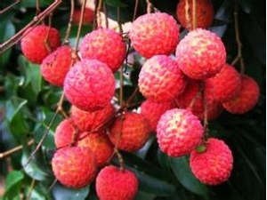 ��֦��������� ��֦�Ľ����Է�