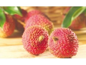 ���򲡿��Գ���֦�� ���򲡵ĳ�ʳ����