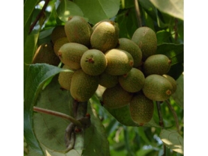 ����ˮ��?���ж��ؿ�����Ч��ˮ����⨺��ҡ�