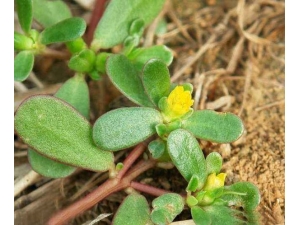 �����ȵ�ҩ�ü�ֵ �����ȵ�ʳ�÷���