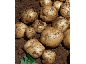 ��ʳ����?�������������ж�