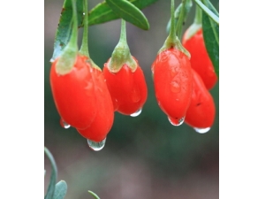 �������ʲô�ô�?������ݻ���Ч����