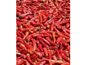 ������ݻ���?Ů�Գ����������ֻ���