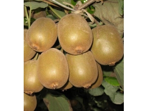 ⨺ҵĹЧ?ʥƷ⨺ҵļԭ