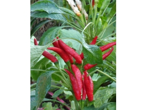 �и���ʲô��?�и���������������ʳ��