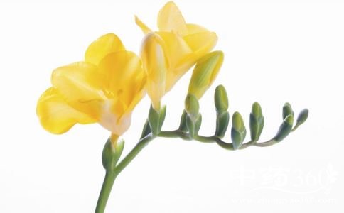 长斑长痘?如何选择有利于祛斑祛痘的食物 如何祛斑祛痘 长斑长痘怎么办 祛斑祛痘喝什么茶好