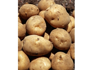 ��ʲô����?�������������ݹ�Ч