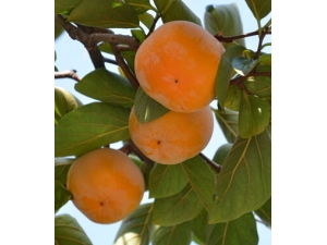 ������ʳС��ʶ?����ˮ����ʺ�Ů��